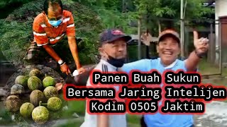 JARING INTELIJEN KODIM 0505 JAKTIM PANEN BUAH SUKUN || Harvest breadfruit Pan