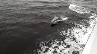 Dolphins Enroute SoSeas