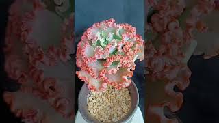 Satisfying Succulent Diy #74