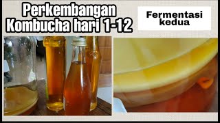 Perkembangan Kombucha hari 1-12 | Panen Kombucha | Fermentasi kedua