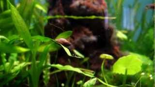 Copy of PEARLING JAVA FERN. A closer look. (no commentary).