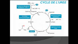 Métabolisme des proteines partie 2 cycle d'urée 1