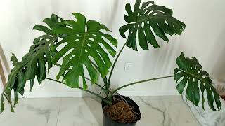 6 Foot Wide, Well-Rooted Monstera Deliciosa Cutting With New Growth -- Etsy RedneckShrek