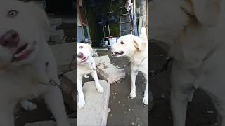 Cute dog.. 😂🐶#funny#video#dog#viralvideo#trending#shorts