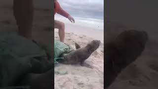 People rescue two small sea doggos caught in netting