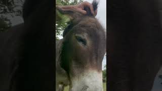 Animals of the Appalachian trail #nature #camping #adventure #wildlife #mountains #mountains