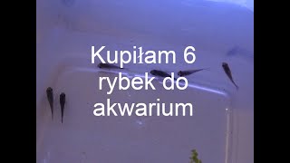 Kupiłam pierwsze rybki do nowego akwarium