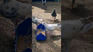 Racing Pigeons Feeding Time #racingpigeon #racerpigeon #pigeon #pigeonsport #youtubeshorts