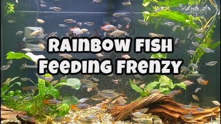 Rainbow Fish Feeding Frenzy!