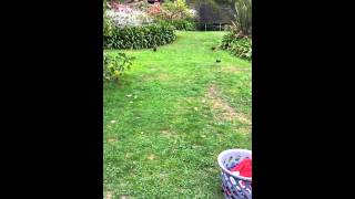 Baby Weka's in the garden