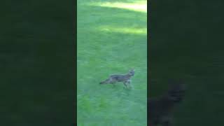 Coyote Goes Belly Up #foxpro #coyote #hunting #shorts