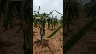 Dragon fruit farming # Dragon fruit #shorts