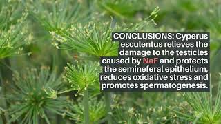 Natural Medicine Alternatives - CONCLUSIONS: Cyperus