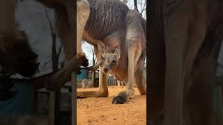 kangaroo #happypets