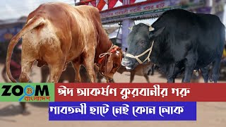 ঈদ আকর্ষণ কোরবানির গরু গাবতলী হাটে নেই কোনো লোক