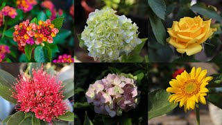 Galiff Street Plants Market In Kolkata | Chipeast Flower Plants Market Tala Haat