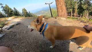 Incline Flume Trail (Diamond Peak): Amazing Places to Brush Your Dog #7