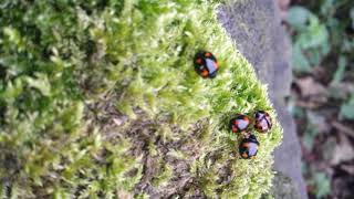 LADYBIRDS LOCATION- UPPER BENTLEY ROYD,SOWERBY BRIDGE 31ST OCTOBER 2017