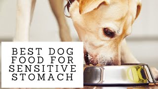 Best Dog Food for Sensitive Stomach