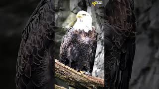 Don't mess with the Bald Eagle | Discover with Sabi