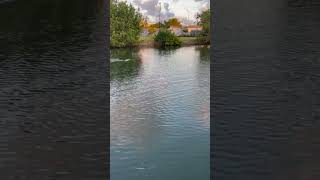 Manatees swimming under water