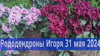 Рододендроны в Подмосковье или чем может удивить Король Сада