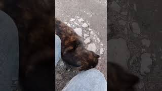 Cute Pregnant Tortie Cat Greets Me And Rubs