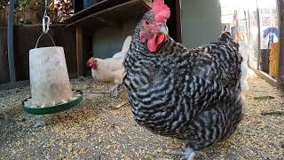 Backyard Chickens Fun Relaxing Video Hens And Roosters!