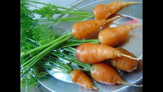 घर, खेतों में आसानी से गाजर Carrot कैसे उगाएं। वायरस को आसानी से हराएं! लाखों में कमाई/बचत ⤋मदद करो⤋