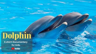 Dolphin - A short Documentary for Kids  | All About Dolphins for Kids: Dolphins for Kids