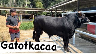 SAPI HITAM JUMBO GATOTKACA AKBAR FARM TERBOOKING QURBAN 2024 ANGGOTA DPR RI🔥