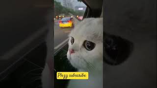 Cute cat 😺😺😺😺 video #apnasaraikimonda #cuteanimal #catlover #cat