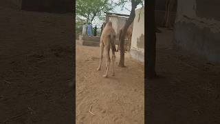 Cute camel baby #shortvideos #camel #animals #viralvideos #viral #shortvideo #shorts #shortsfeed #yt