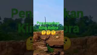 PENAMPAKAN KING KOBRA#trending #viral #shorts