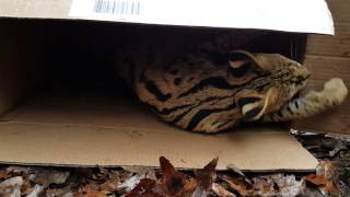 Serval Cat in Box -North Georgia Zoo Enrichment