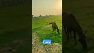 Brown Horse | Mr Best 5098 | Gujranwala |Horse |