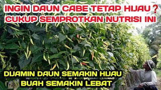 PART 18 : TRIK DAN TIPS AGAR DAUN CABE TETAP HIJAU SAAT PEMBUAHAN