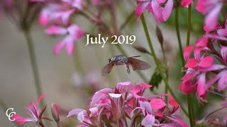 Monthly Memories | July 2019