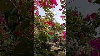 # fé #shortvideo #viralvideos #amor #flores #plantas #primavera