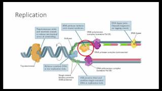 Mol Dx Week 2 Quiz Review