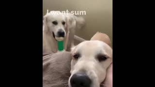 Funny Pet Videos 04