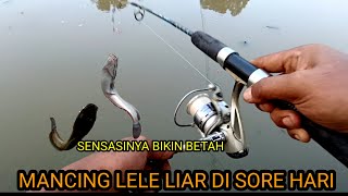 MANCING LELE LIAR‼️DI SORE HARI