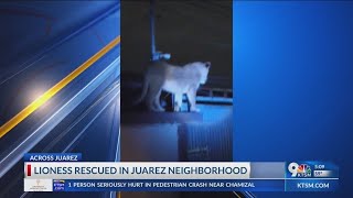 Firefighters rescue lioness from roof of Juarez home near Rio Grande