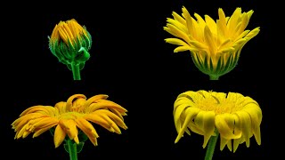 🏵 Marigold Flower Blossoming - time lapse [4K]