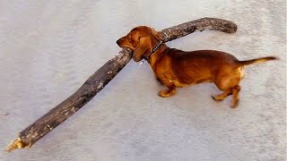 Dogs vs. Big Sticks (2020)