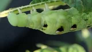 Elephant hawk moth green Caterpillar/larva 2015