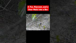 A Fox, Raccoon, and a Deer Walk into a Bar #trailcamera #hunting