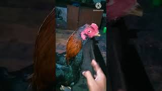 hiburan di malam hari, midioin ayam kesayangan#shortterbaru