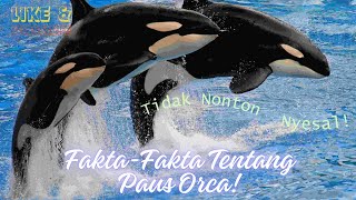 Fakta Menarik Tentang Paus Orca