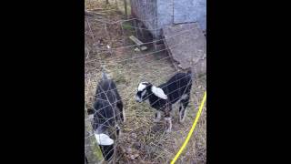 Month old nubian twin goats.